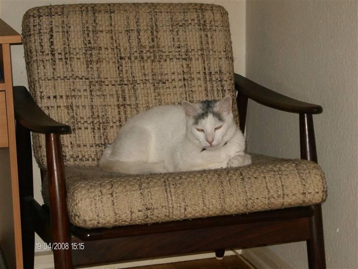 Blanding af racer Sleipnir billede 18