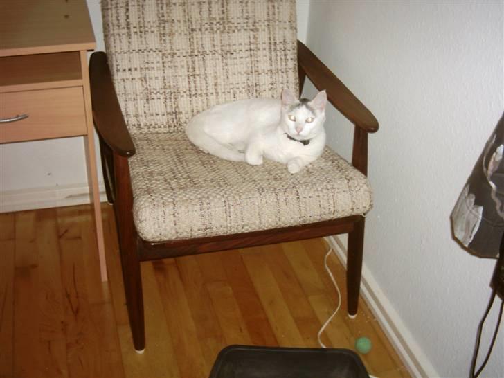 Blanding af racer Sleipnir billede 19