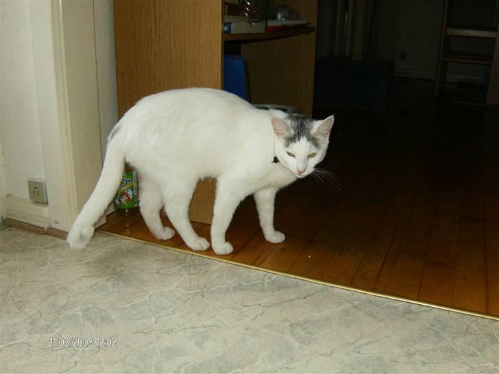 Blanding af racer Sleipnir billede 20