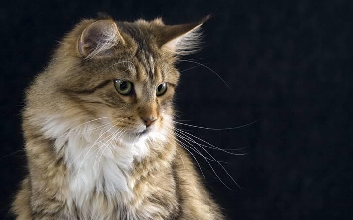 Maine Coon Vitha billede 11
