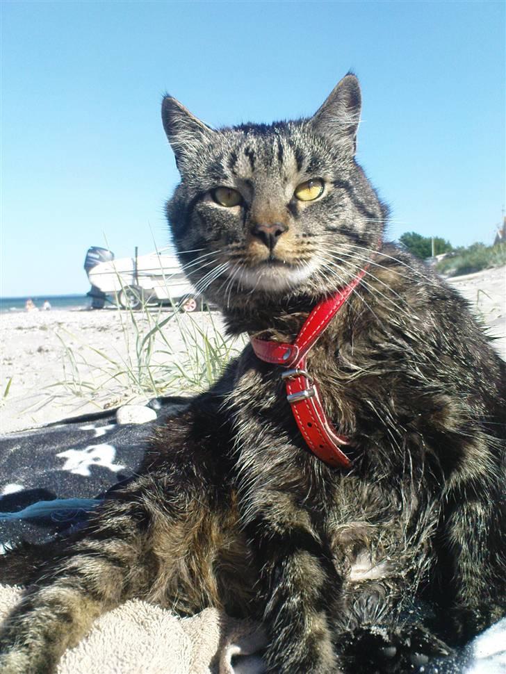 Blanding af racer TELLO (Donatello)  R.I.P. - Donatello ved stranden billede 1