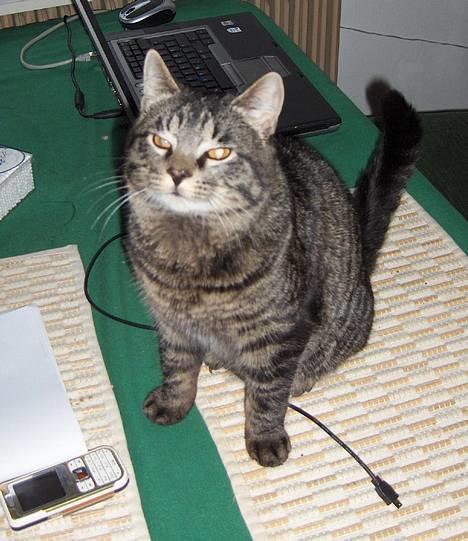 Blanding af racer TELLO (Donatello)  R.I.P. - er jeg ikker kær? billede 2