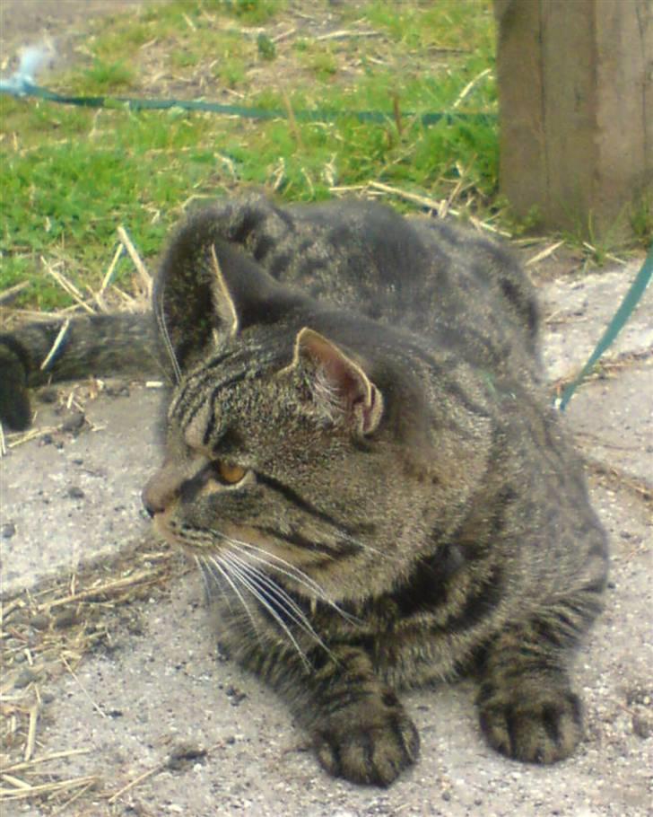 Blanding af racer TELLO (Donatello)  R.I.P. - SØØØ billede 3