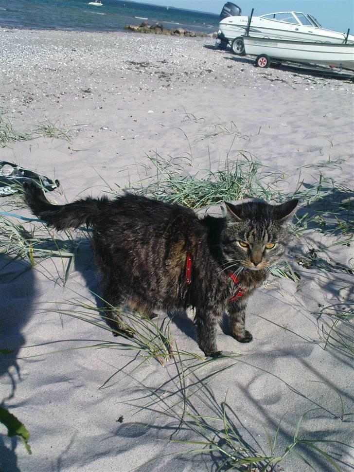 Blanding af racer TELLO (Donatello)  R.I.P. - ÅHHHH sikke en dukkert billede 4