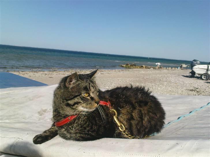 Blanding af racer TELLO (Donatello)  R.I.P. - Tager lige en slapper billede 5