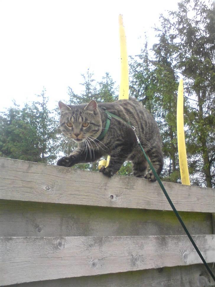 Blanding af racer TELLO (Donatello)  R.I.P. - ÆLSKER at putte billede 6