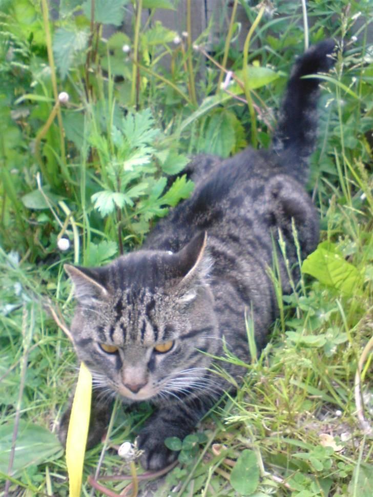 Blanding af racer TELLO (Donatello)  R.I.P. - TELLO MIS PÅ JAGT billede 7