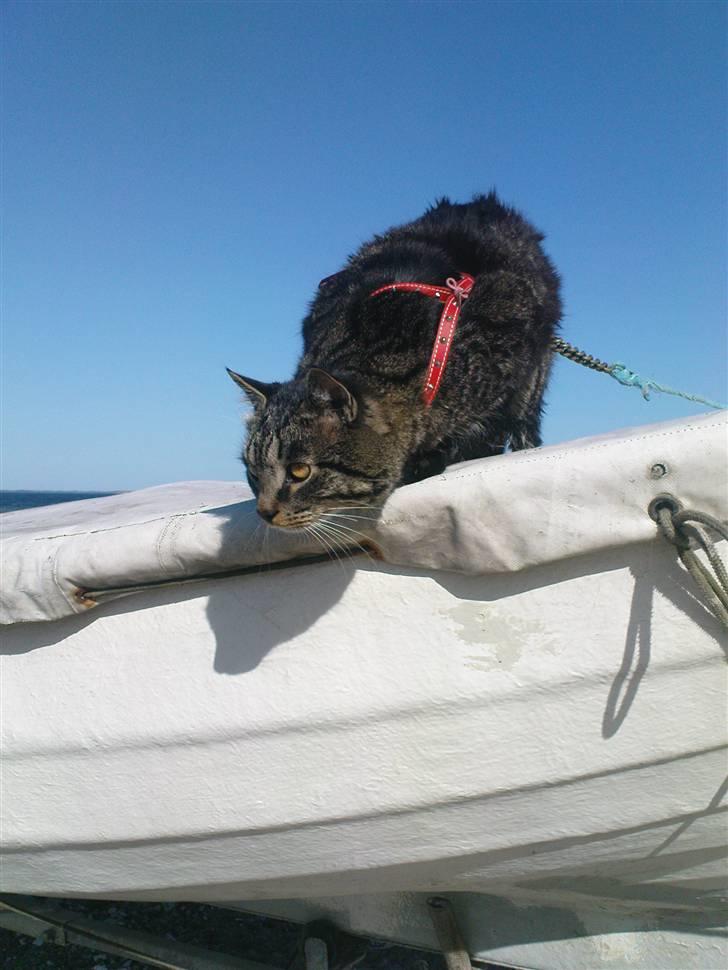 Blanding af racer TELLO (Donatello)  R.I.P. - Sejler kat billede 8