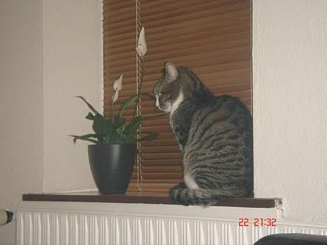 Huskat mulle billede 7