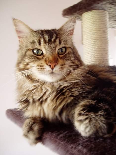 Maine Coon DK Lykkens Marcel - Marcel Nov. 06 billede 15