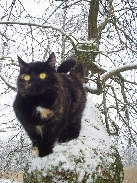 Blanding af racer Gizmo billede 8