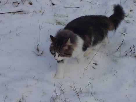 Norsk Skovkat Albert - dejligt med noget frisk luft..  billede 11