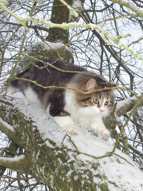 Norsk Skovkat Albert - hov hvad er det der er derovre billede 12