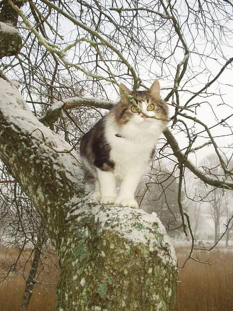 Norsk Skovkat Albert - ej en sjov gren.. billede 13