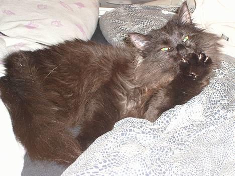 Norsk Skovkat Faust billede 1