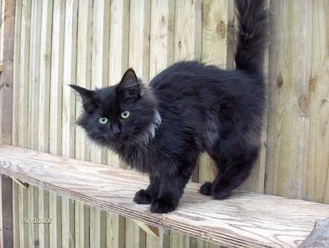 Norsk Skovkat Faust - Jeg var kun 3 måneder gammel her og var endnu ikke blevet hentet af mine nye lejere. billede 2