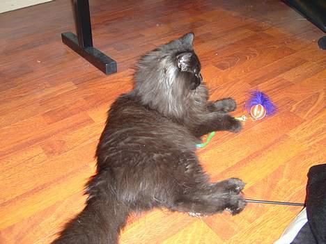 Norsk Skovkat Faust billede 3