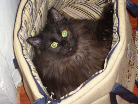 Norsk Skovkat Faust billede 4