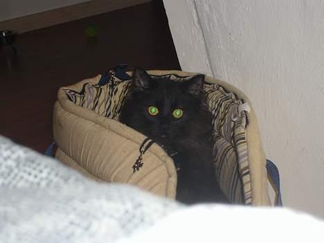 Norsk Skovkat Faust billede 5