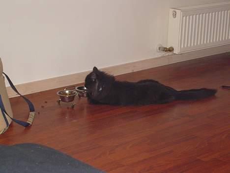 Norsk Skovkat Faust billede 6