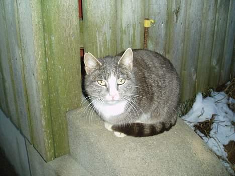 Blanding af racer Lille My  billede 1