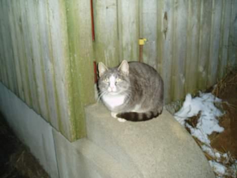 Blanding af racer Lille My  billede 2