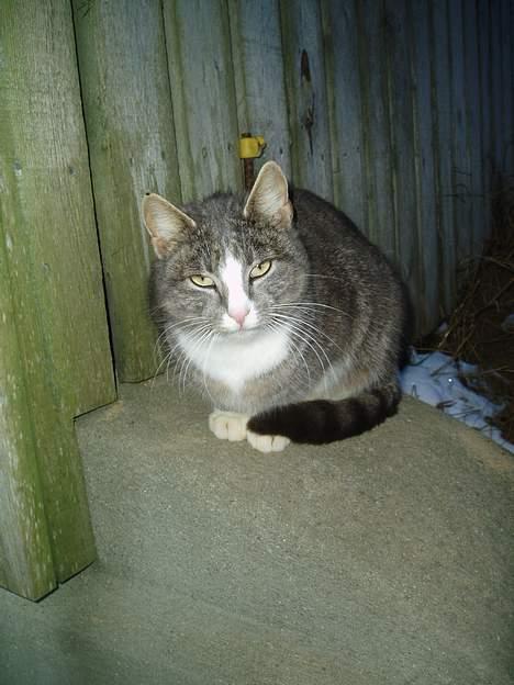 Blanding af racer Lille My  billede 3