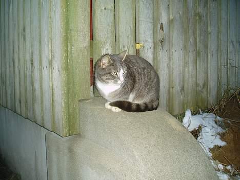 Blanding af racer Lille My  billede 4