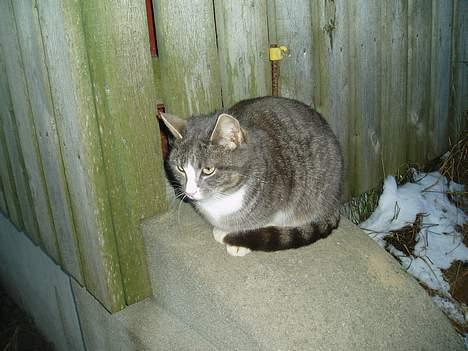 Blanding af racer Lille My  billede 5