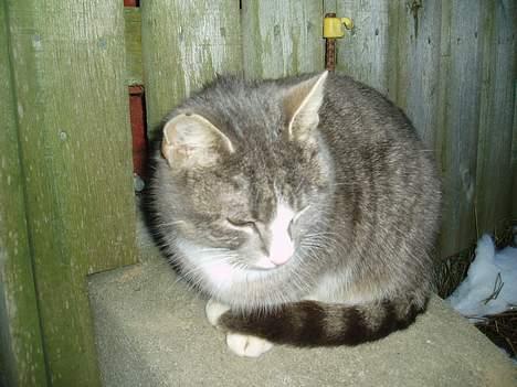 Blanding af racer Lille My  billede 6