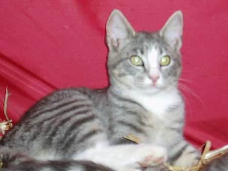 Blanding af racer Lille My  billede 8