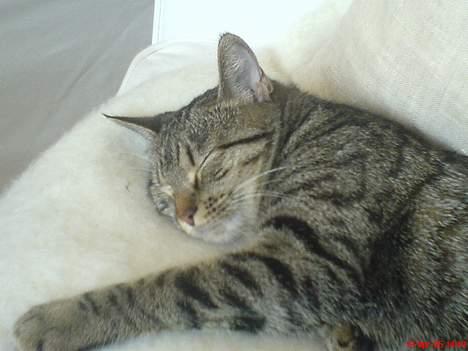 Huskat Vante - Mmm.. Elsker også at putte :o) billede 10