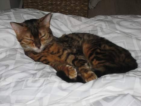 Bengal Mallory of Golden Haze DK - Skøøøøøøn seng billede 1