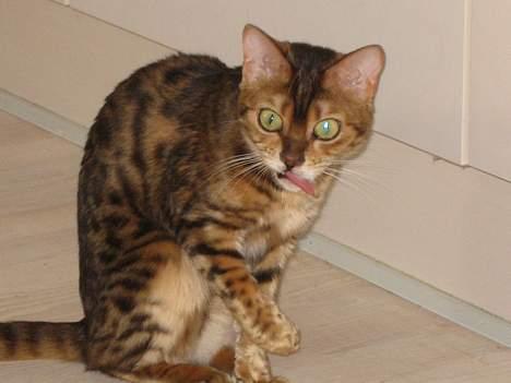 Bengal Mallory of Golden Haze DK - klokkeren fra notre dame billede 2