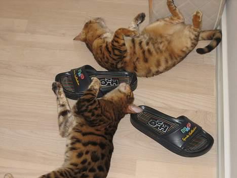 Bengal Mallory of Golden Haze DK - søskende som er faldet omkuld efter snusen til sko billede 3