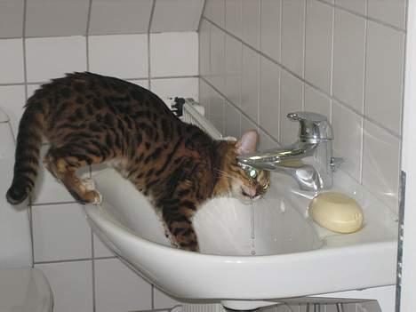 Bengal Mallory of Golden Haze DK - Dejligt koldt vand...uhmmm!!!! billede 4