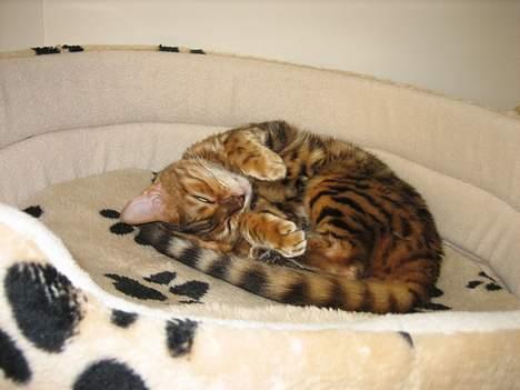 Bengal Mallory of Golden Haze DK - Denne katteseng er da ok!!!! billede 5