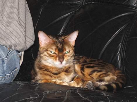 Bengal Mallory of Golden Haze DK - Fars bagdel varmer godt... billede 6