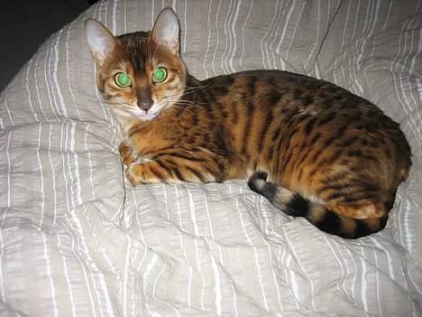 Bengal Sweet Nancy of Golden Haz - Dejlig dyne du har,Far... billede 1