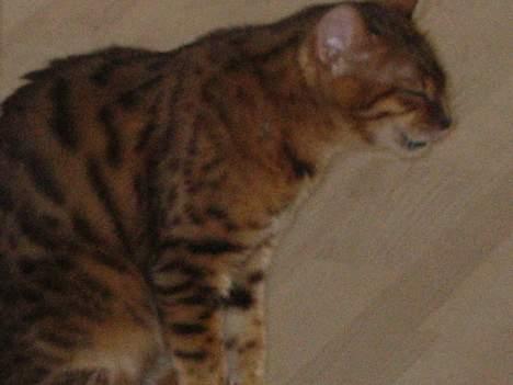 Bengal Sweet Nancy of Golden Haz - De skulle bare vide,hvad jeg har lavet..hehe billede 2