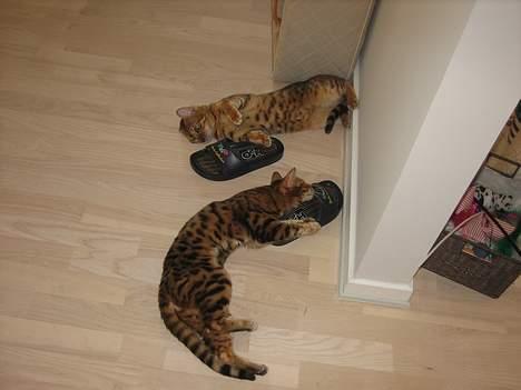 Bengal Sweet Nancy of Golden Haz - Hey søster,lugter din sko lige så dårligt som min? billede 3