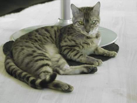 Bengal Sweet Nancy of Golden Haz - Er jg ikke dejlig uden farver? billede 4