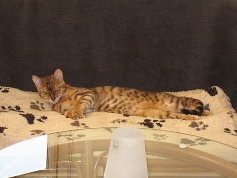 Bengal Sweet Nancy of Golden Haz - Min model karriere er lige begyndt..;-) billede 5