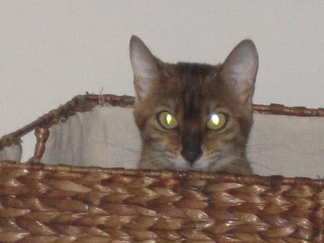 Bengal Sweet Nancy of Golden Haz - denne vasketøjs kurv er for fed at gemme sig i... billede 6