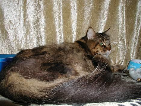 Maine Coon Savincoon Woodstock  - Ligger og nyder det hele i buret på udstilling. billede 17