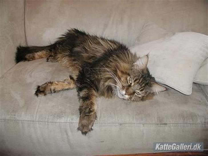 Maine Coon Savincoon Woodstock  - Flader lige lidt ud... billede 18