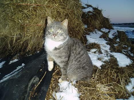 Blanding af racer Mitsi <3 billede 14