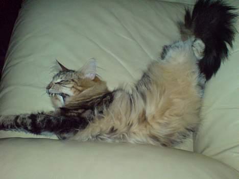 Norsk Skovkat DK Dansbjergs Fie - Gaaaaaab.... billede 10