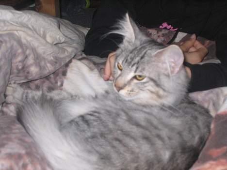 Norsk Skovkat Lindskjalv's Beila - her har vi hende så igen hun nyder det. billede 2