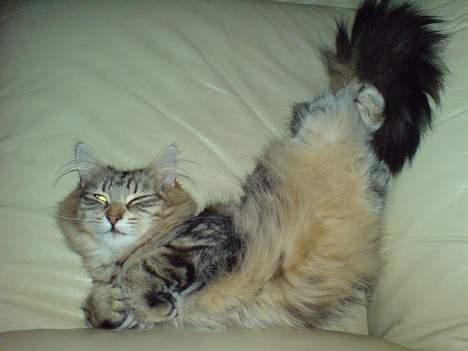 Norsk Skovkat DK Dansbjergs Fie - Jeg har det bare rigtig godt lige nu! :o) billede 11